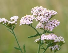 Es wächst und gedeiht am Wegesrand...Schafgarbe