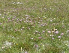 Almwanderung mit tierischer Begegnung