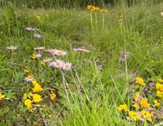 Kräuterwanderung mit Evi