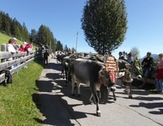 "A Stickl Tradition"...Almabtriebe im Ultental