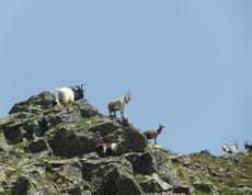 Unterwegs mit 2 und 4 beinigen Wanderern