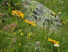 Baite ed erbe selvatiche nella Val d´Ultimo